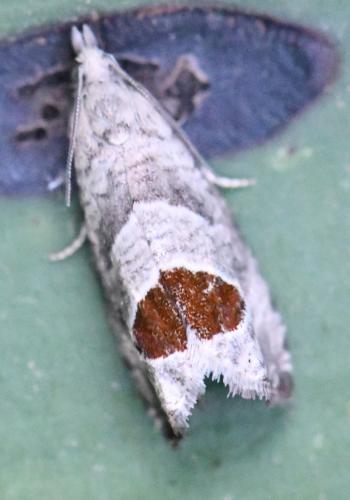 Réf. 304 568 : Notocelia uddmanniana